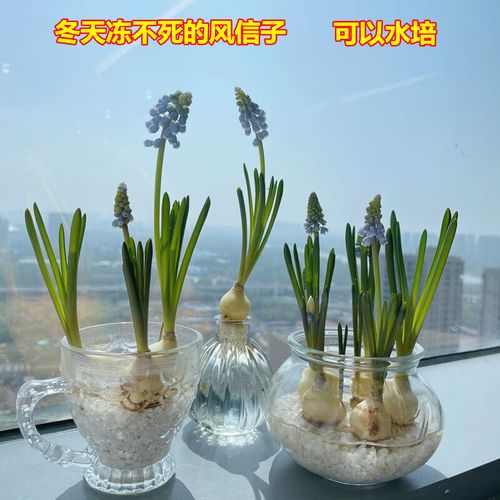 风信子水培最佳季节是几月？-第2张图片-吾爱花网