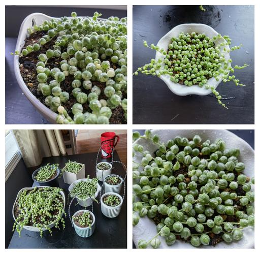 多肉佛珠可以晒太阳么-第1张图片-吾爱花网 多肉佛珠可以晒太阳么-第1张图片-吾爱花网