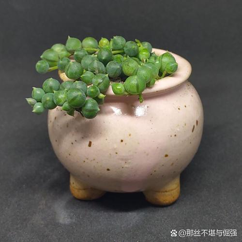 多肉佛珠可以晒太阳么-第3张图片-吾爱花网 多肉佛珠可以晒太阳么-第3张图片-吾爱花网