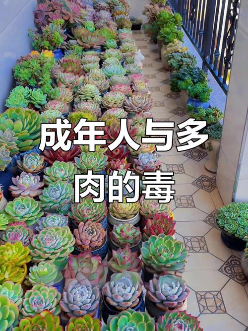 哪些多肉品种有毒?-第3张图片-吾爱花网 哪些多肉品种有毒?-第3张图片-吾爱花网