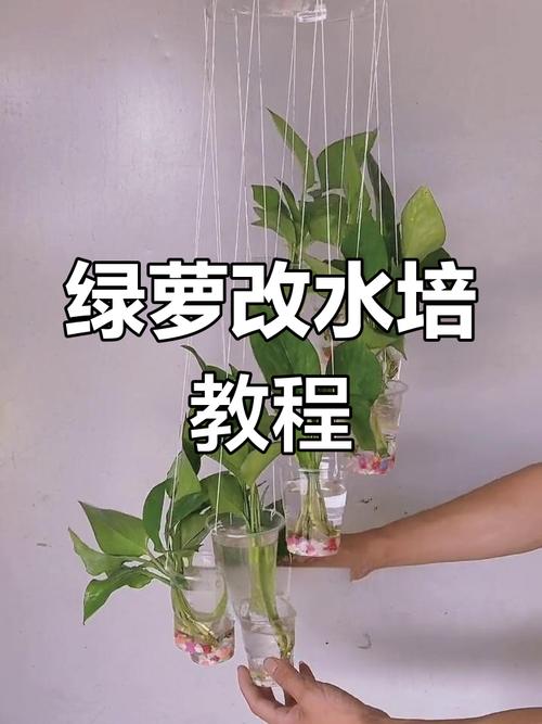 水培绿萝如何移栽土培?-第3张图片-吾爱花网 水培绿萝如何移栽土培?-第3张图片-吾爱花网