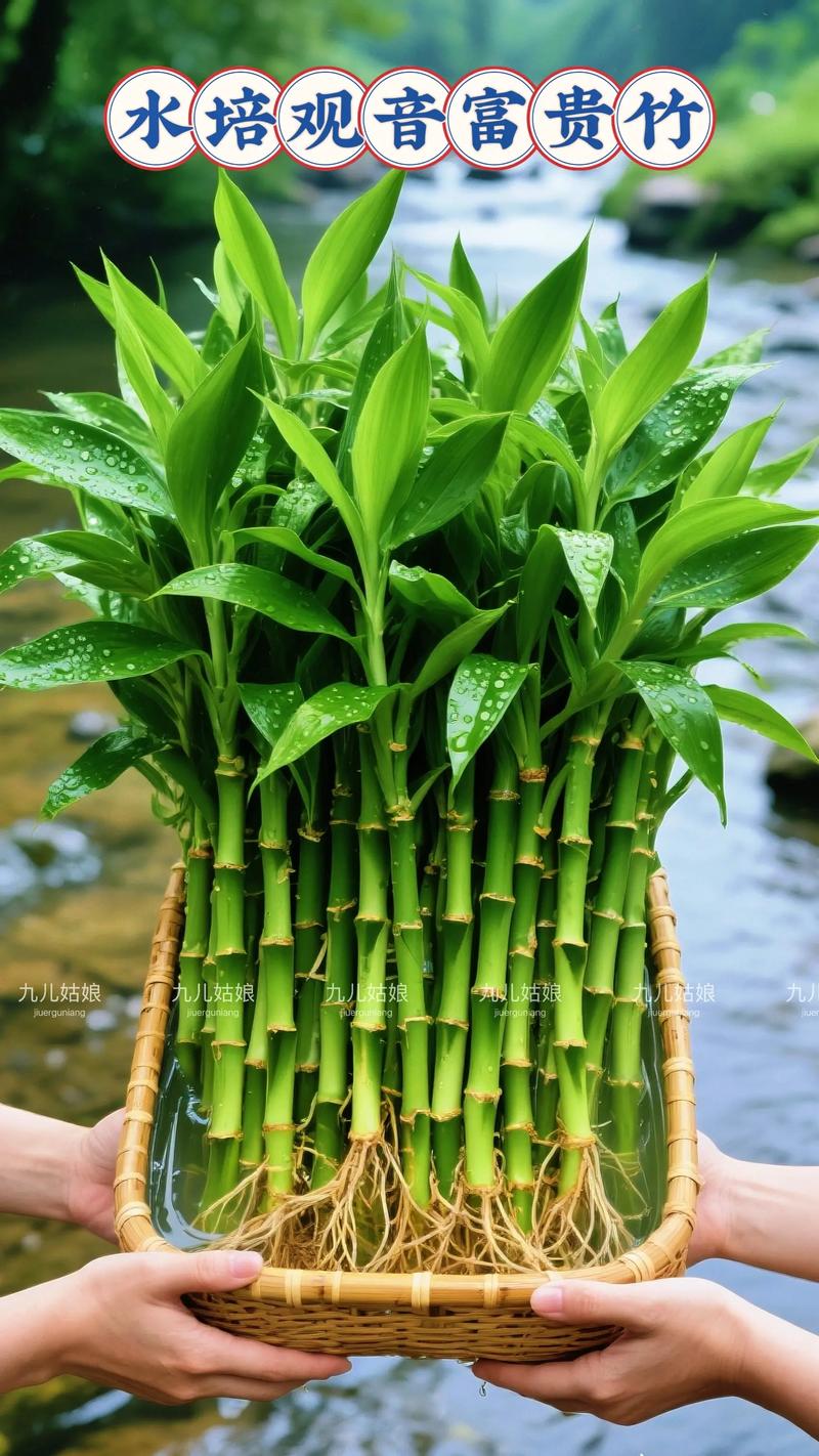 水培富贵竹冬季施肥行不行?-第2张图片-吾爱花网 水培富贵竹冬季施肥行不行?-第2张图片-吾爱花网