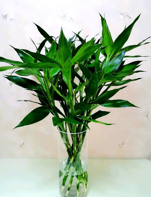 水培富贵竹冬季施肥行不行?-第1张图片-吾爱花网 水培富贵竹冬季施肥行不行?-第1张图片-吾爱花网