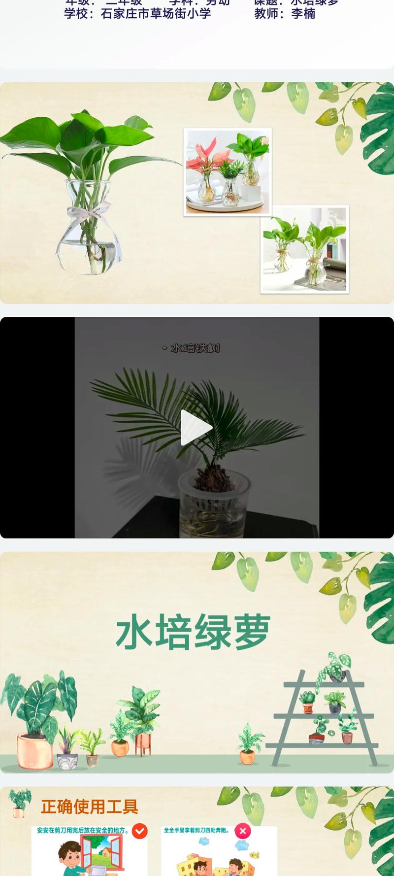 水培绿萝转土栽,如何避免烂根枯叶?-第2张图片-吾爱花网 水培绿萝转土栽,如何避免烂根枯叶?-第2张图片-吾爱花网