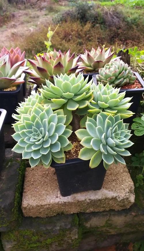 秋天多肉天天浇水会烂根吗?-第3张图片-吾爱花网 秋天多肉天天浇水会烂根吗?-第3张图片-吾爱花网