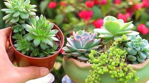 多肉叶子培育需晒太阳吗?-第1张图片-吾爱花网 多肉叶子培育需晒太阳吗?-第1张图片-吾爱花网