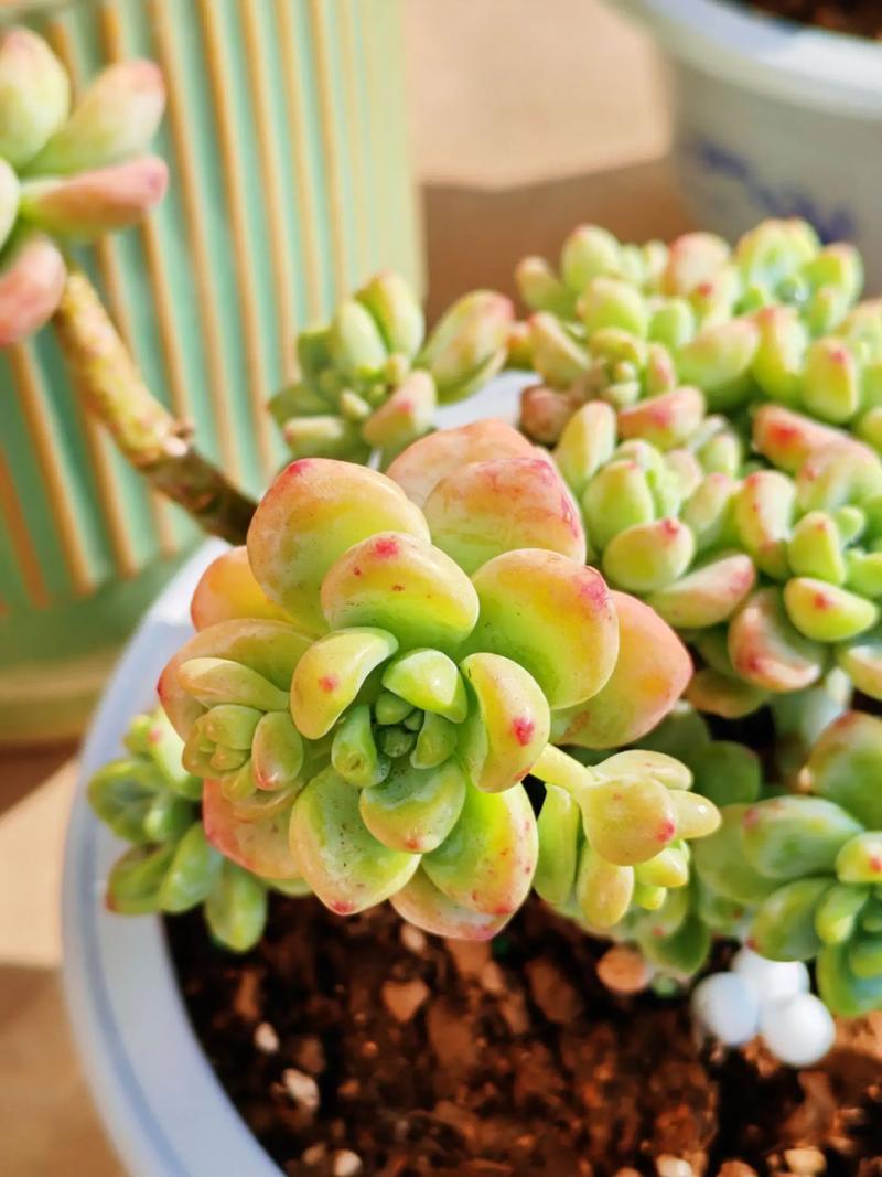 多肉叶子培育需晒太阳吗？-第3张图片-吾爱花网