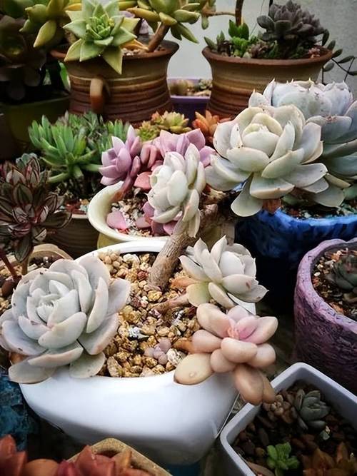 多肉叶子培育需晒太阳吗？-第2张图片-吾爱花网