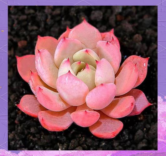 巧克力兔耳多肉怎么养才爆盆？-第3张图片-吾爱花网