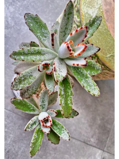 巧克力兔耳多肉怎么养才爆盆?-第2张图片-吾爱花网 巧克力兔耳多肉怎么养才爆盆?-第2张图片-吾爱花网