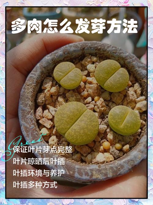 多肉叶子多久才会发芽-第3张图片-吾爱花网 多肉叶子多久才会发芽-第3张图片-吾爱花网