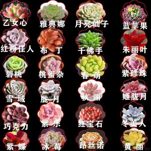 多肉盆栽命名有哪些创意技巧?-第1张图片-吾爱花网 多肉盆栽命名有哪些创意技巧?-第1张图片-吾爱花网