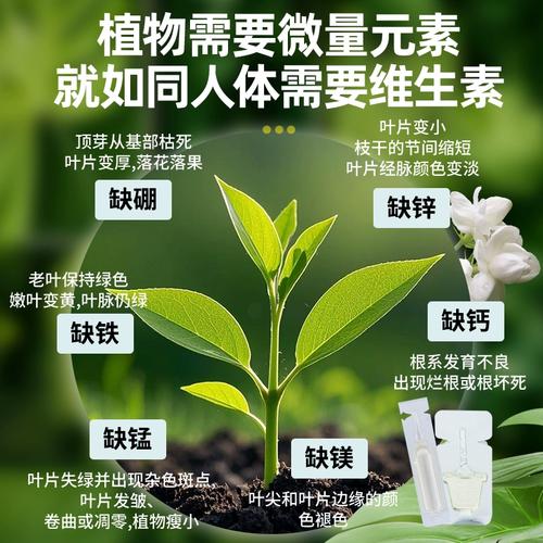 水培营养液能直接喷叶面吗?-第3张图片-吾爱花网 水培营养液能直接喷叶面吗?-第3张图片-吾爱花网