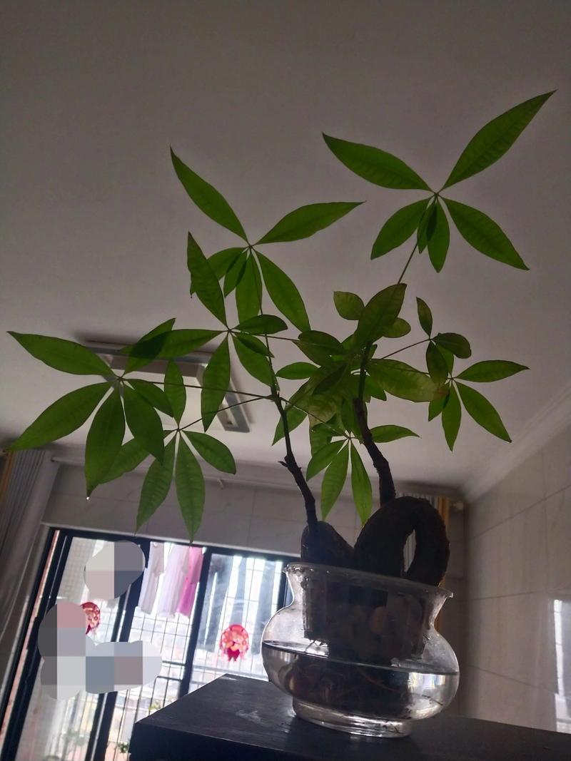 水培发财树放什么生根最快?-第3张图片-吾爱花网 水培发财树放什么生根最快?-第3张图片-吾爱花网