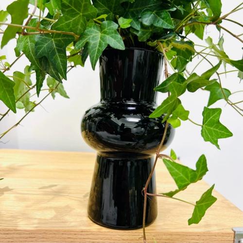 水培常春藤在家能长多高?-第3张图片-吾爱花网 水培常春藤在家能长多高?-第3张图片-吾爱花网