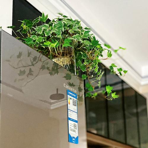 水培常春藤在家能长多高?-第1张图片-吾爱花网 水培常春藤在家能长多高?-第1张图片-吾爱花网