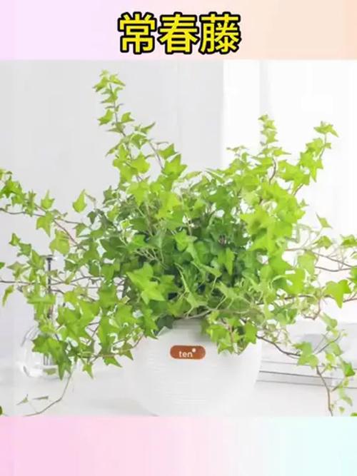水培常春藤在家能长多高?-第2张图片-吾爱花网 水培常春藤在家能长多高?-第2张图片-吾爱花网