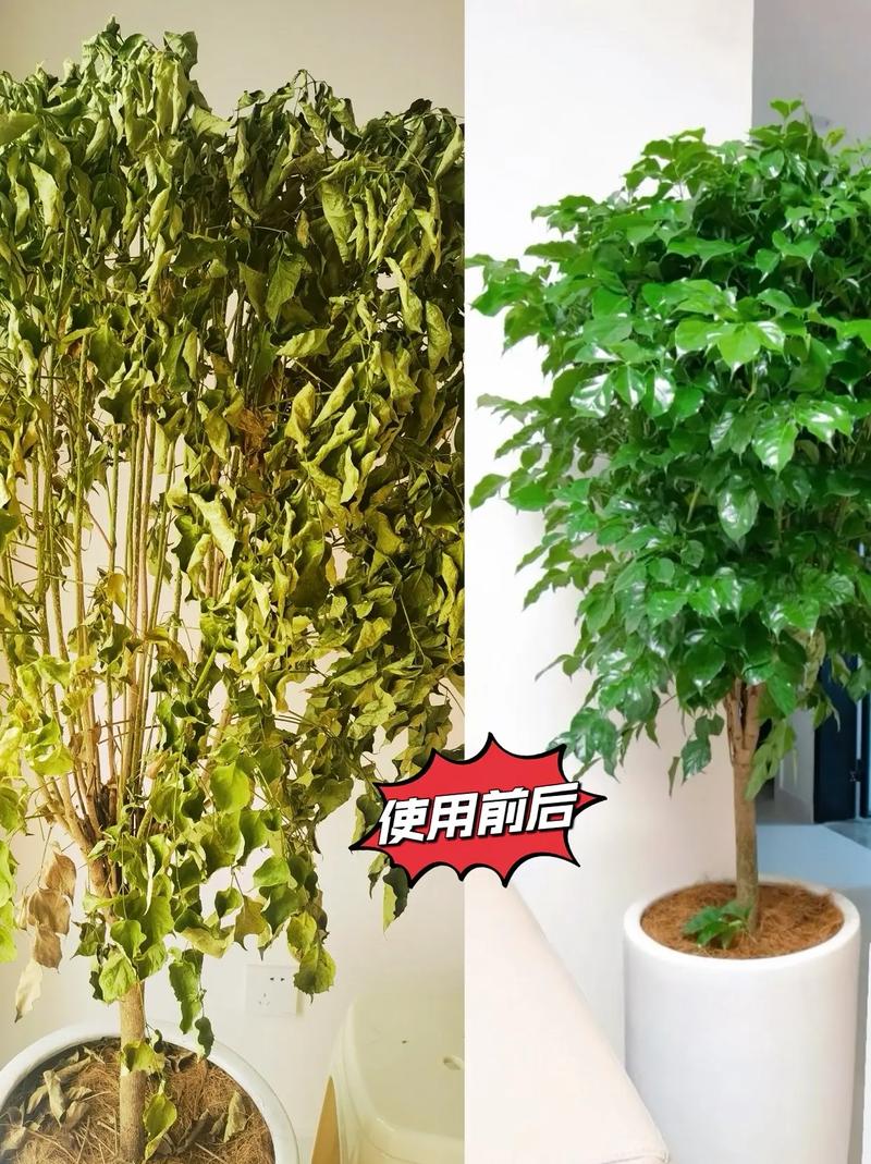 水培生根粉用量多少合适?-第2张图片-吾爱花网 水培生根粉用量多少合适?-第2张图片-吾爱花网