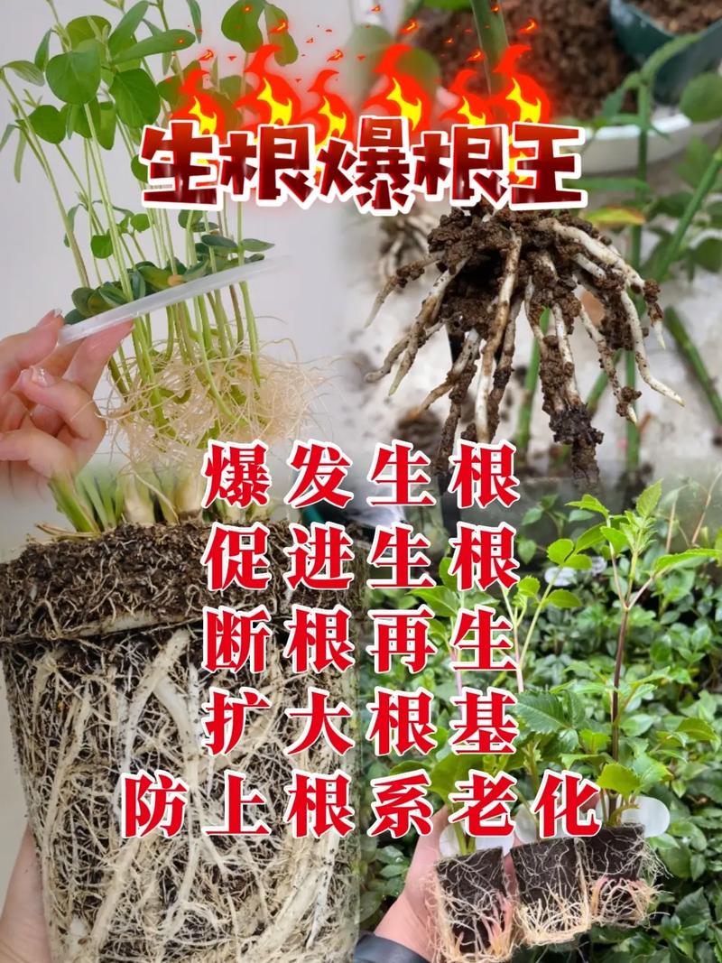 水培生根粉用量多少合适?-第3张图片-吾爱花网 水培生根粉用量多少合适?-第3张图片-吾爱花网