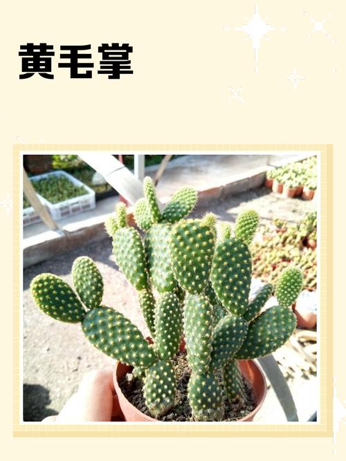 多肉植物黄毛掌的寓意-第2张图片-吾爱花网 多肉植物黄毛掌的寓意-第2张图片-吾爱花网