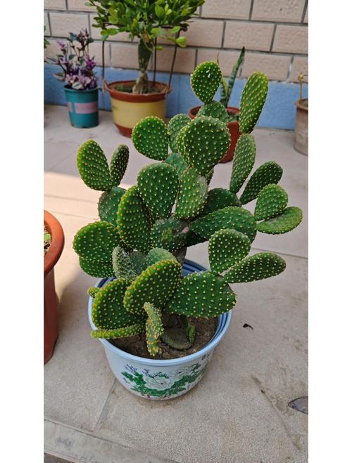 多肉植物黄毛掌的寓意-第1张图片-吾爱花网 多肉植物黄毛掌的寓意-第1张图片-吾爱花网