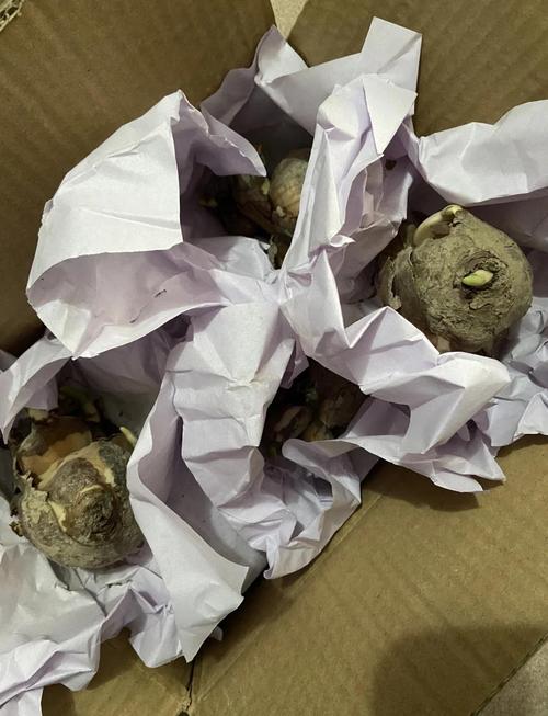 水仙已发芽可以用水培吗-第1张图片-吾爱花网 水仙已发芽可以用水培吗-第1张图片-吾爱花网