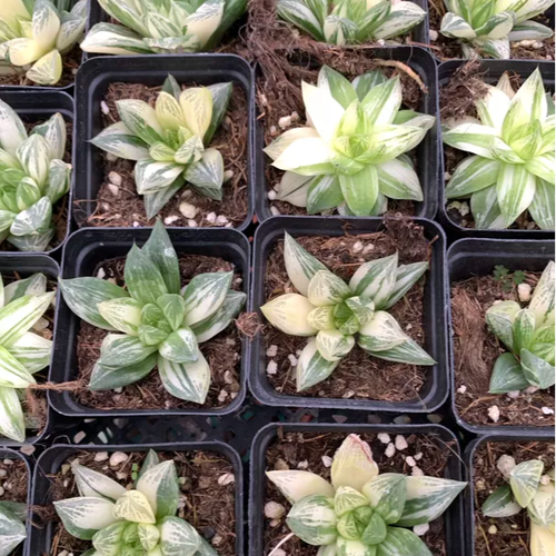 多肉植物塔洛克有香味-第1张图片-吾爱花网 多肉植物塔洛克有香味-第1张图片-吾爱花网