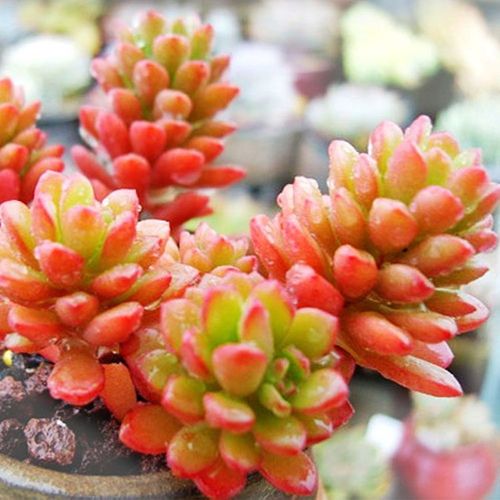 多肉植物塔洛克有香味-第2张图片-吾爱花网