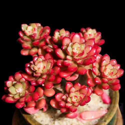 多肉植物塔洛克有香味-第3张图片-吾爱花网 多肉植物塔洛克有香味-第3张图片-吾爱花网