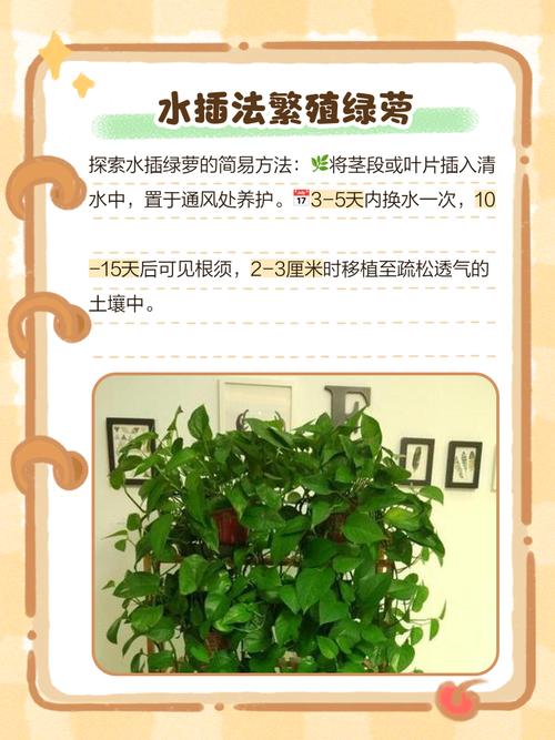 水培绿萝移栽土培怎么移-第3张图片-吾爱花网