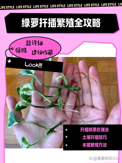 水培绿萝移栽土培怎么移-第2张图片-吾爱花网 水培绿萝移栽土培怎么移-第2张图片-吾爱花网