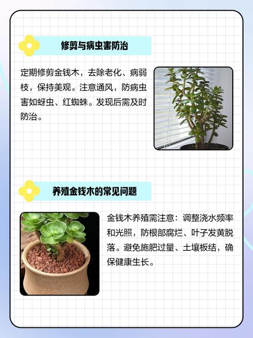 金钱树能嫁接多肉吗?-第1张图片-吾爱花网 金钱树能嫁接多肉吗?-第1张图片-吾爱花网