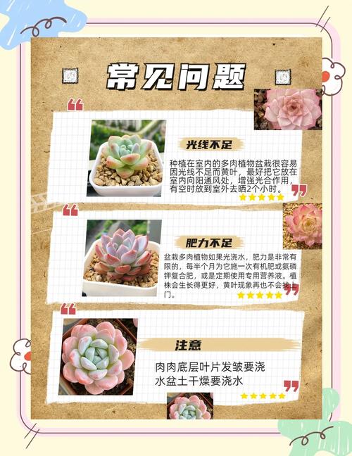 多肉最长能放多久种?-第2张图片-吾爱花网 多肉最长能放多久种?-第2张图片-吾爱花网