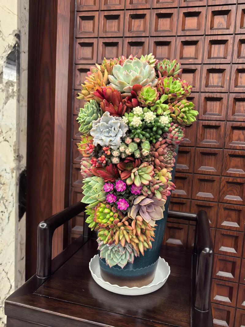 多肉最长能放多久种?-第1张图片-吾爱花网 多肉最长能放多久种?-第1张图片-吾爱花网