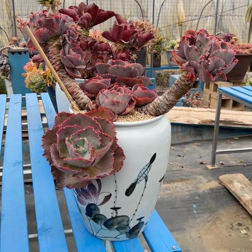 国外大型多肉老桩图片-第3张图片-吾爱花网 国外大型多肉老桩图片-第3张图片-吾爱花网