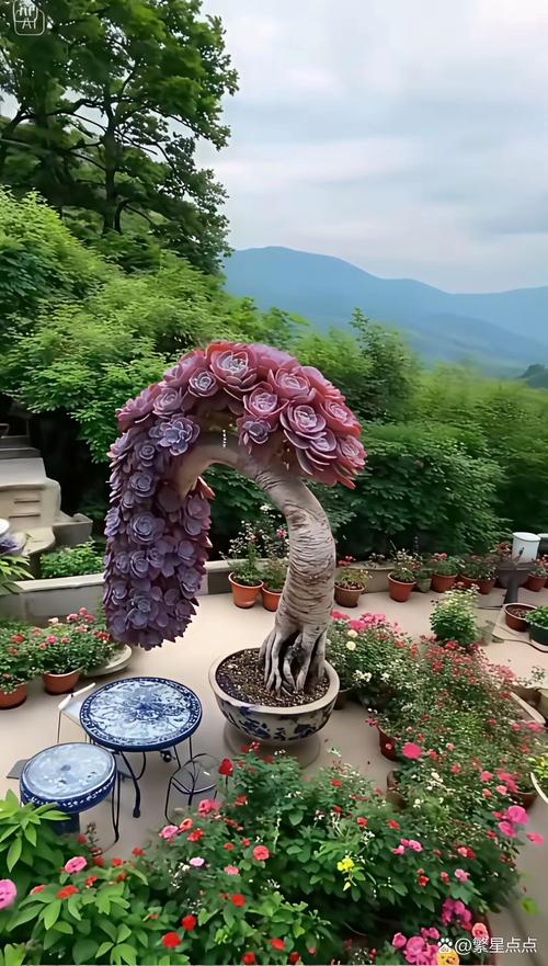 国外大型多肉老桩图片-第2张图片-吾爱花网 国外大型多肉老桩图片-第2张图片-吾爱花网