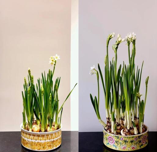 水培水仙花怎么养长得快?-第3张图片-吾爱花网 水培水仙花怎么养长得快?-第3张图片-吾爱花网