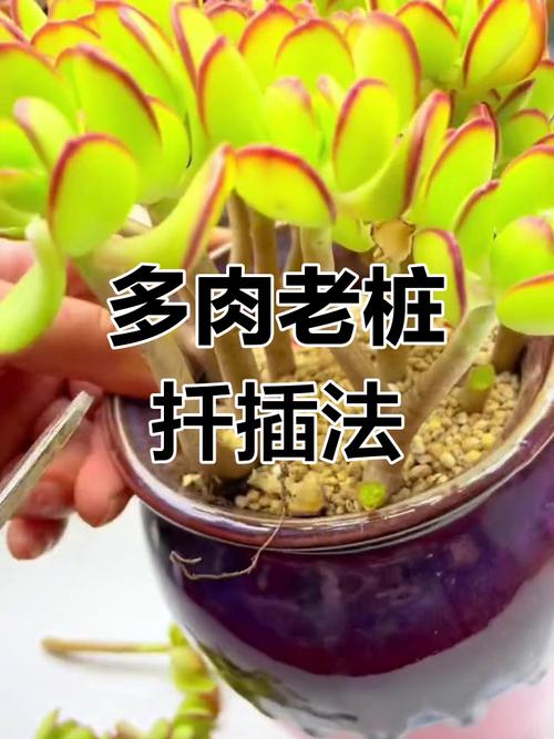 无根多肉老桩如何快速成活?-第3张图片-吾爱花网 无根多肉老桩如何快速成活?-第3张图片-吾爱花网