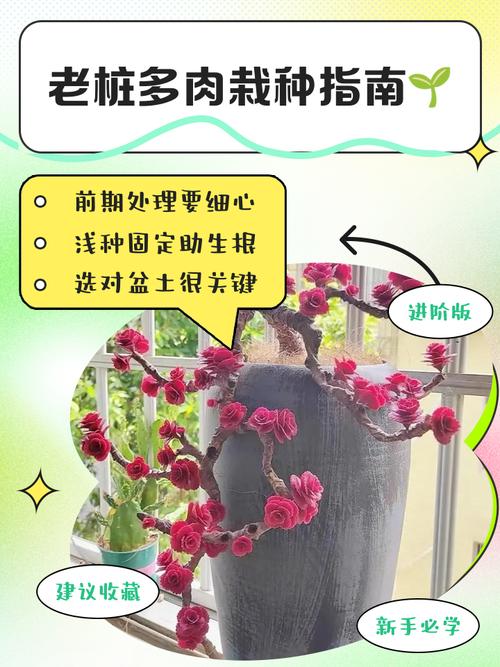 无根多肉老桩如何快速成活?-第1张图片-吾爱花网 无根多肉老桩如何快速成活?-第1张图片-吾爱花网