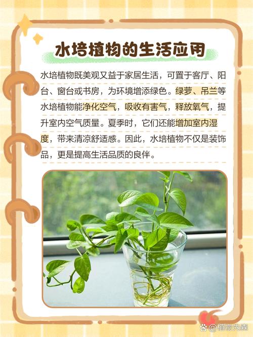 水培植物水里加啥有好处-第2张图片-吾爱花网 水培植物水里加啥有好处-第2张图片-吾爱花网