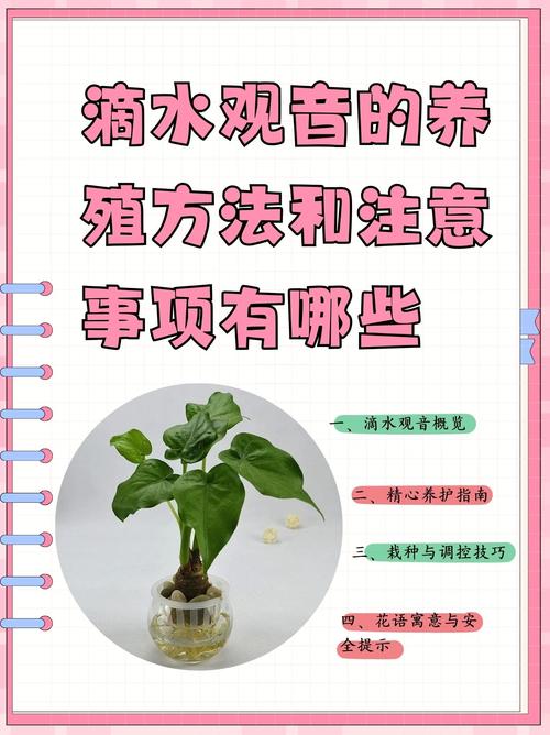 水培植物水里加啥有好处-第1张图片-吾爱花网 水培植物水里加啥有好处-第1张图片-吾爱花网