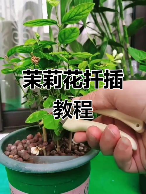 水培插扦茉莉花苗的技巧-第1张图片-吾爱花网 水培插扦茉莉花苗的技巧-第1张图片-吾爱花网