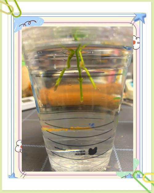 水培插扦茉莉花苗的技巧-第2张图片-吾爱花网 水培插扦茉莉花苗的技巧-第2张图片-吾爱花网