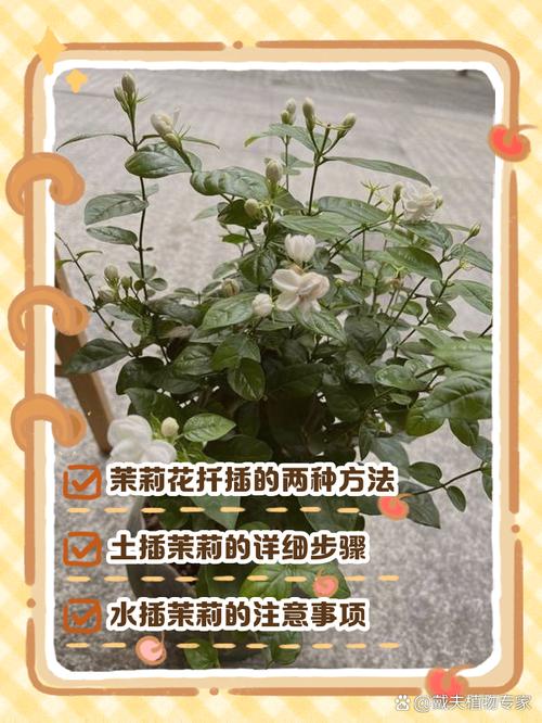 水培插扦茉莉花苗的技巧-第3张图片-吾爱花网 水培插扦茉莉花苗的技巧-第3张图片-吾爱花网