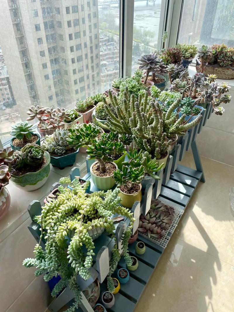 顶楼露台养多肉可行吗?-第2张图片-吾爱花网 顶楼露台养多肉可行吗?-第2张图片-吾爱花网