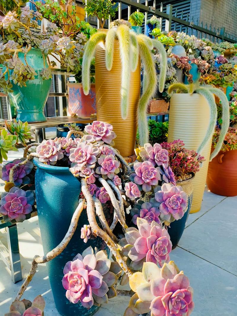 顶楼露台养多肉可行吗?-第3张图片-吾爱花网 顶楼露台养多肉可行吗?-第3张图片-吾爱花网