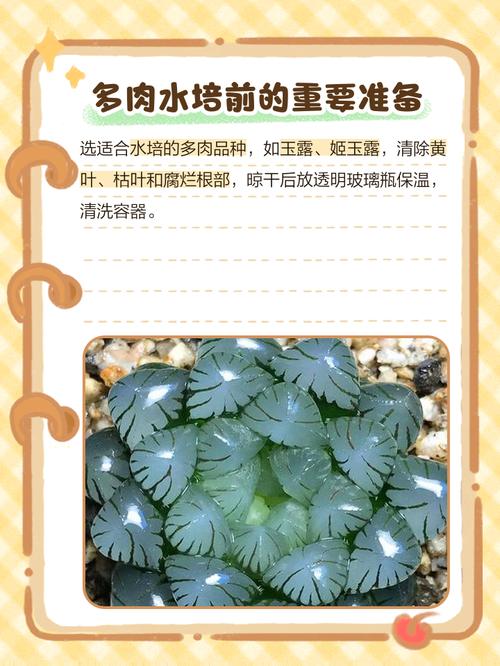 多肉植物也可以水培吗-第2张图片-吾爱花网 多肉植物也可以水培吗-第2张图片-吾爱花网