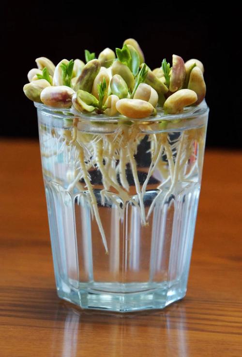 水培花生开花后,还能吃吗?-第3张图片-吾爱花网 水培花生开花后,还能吃吗?-第3张图片-吾爱花网