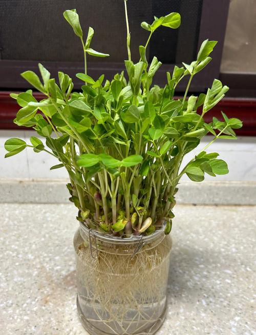 水培花生开花后,还能吃吗?-第2张图片-吾爱花网 水培花生开花后,还能吃吗?-第2张图片-吾爱花网