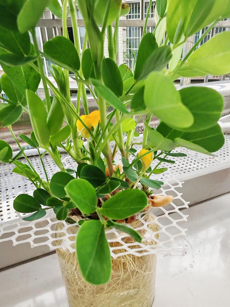 水培花生开花后,还能吃吗?-第1张图片-吾爱花网 水培花生开花后,还能吃吗?-第1张图片-吾爱花网